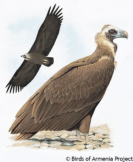 Eurasian Black Vulture, Cinereous Vulture