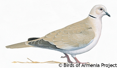 Eurasian Collared-dove