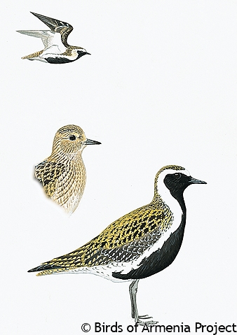 Eurasian Golden-plover