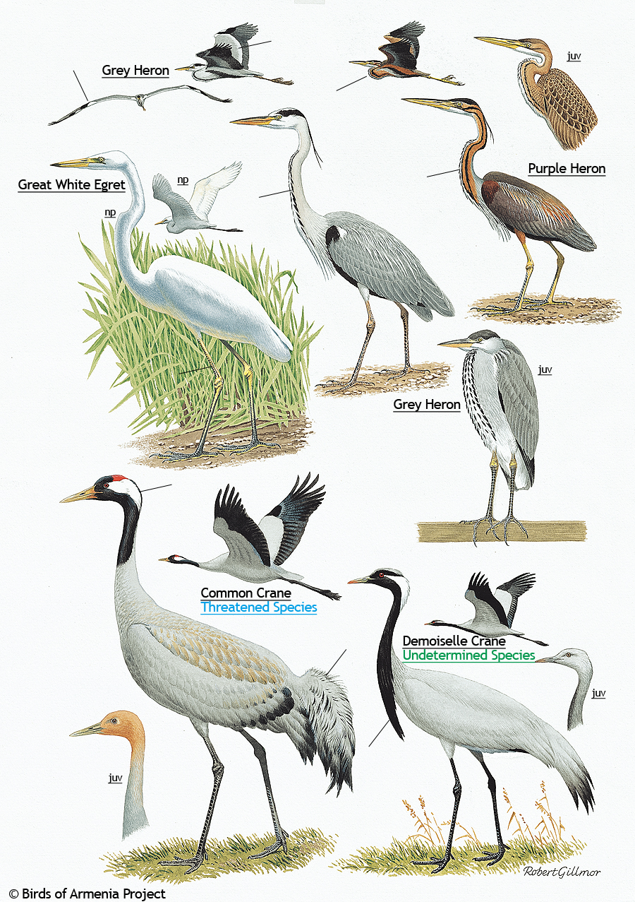 Plate 3 - Herons, Egret and Cranes