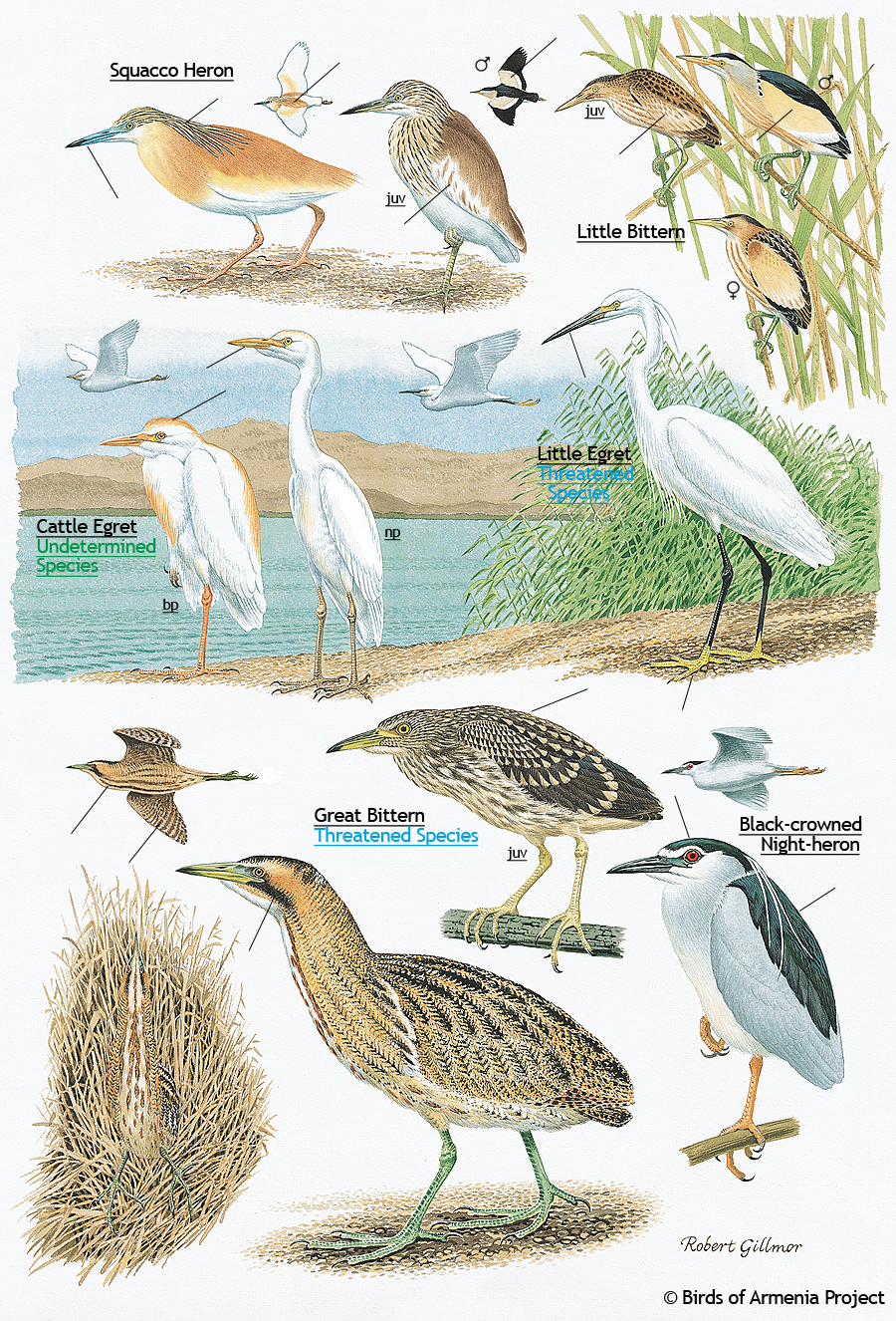 Plate 4 - Herons, Bitterns and Egrets