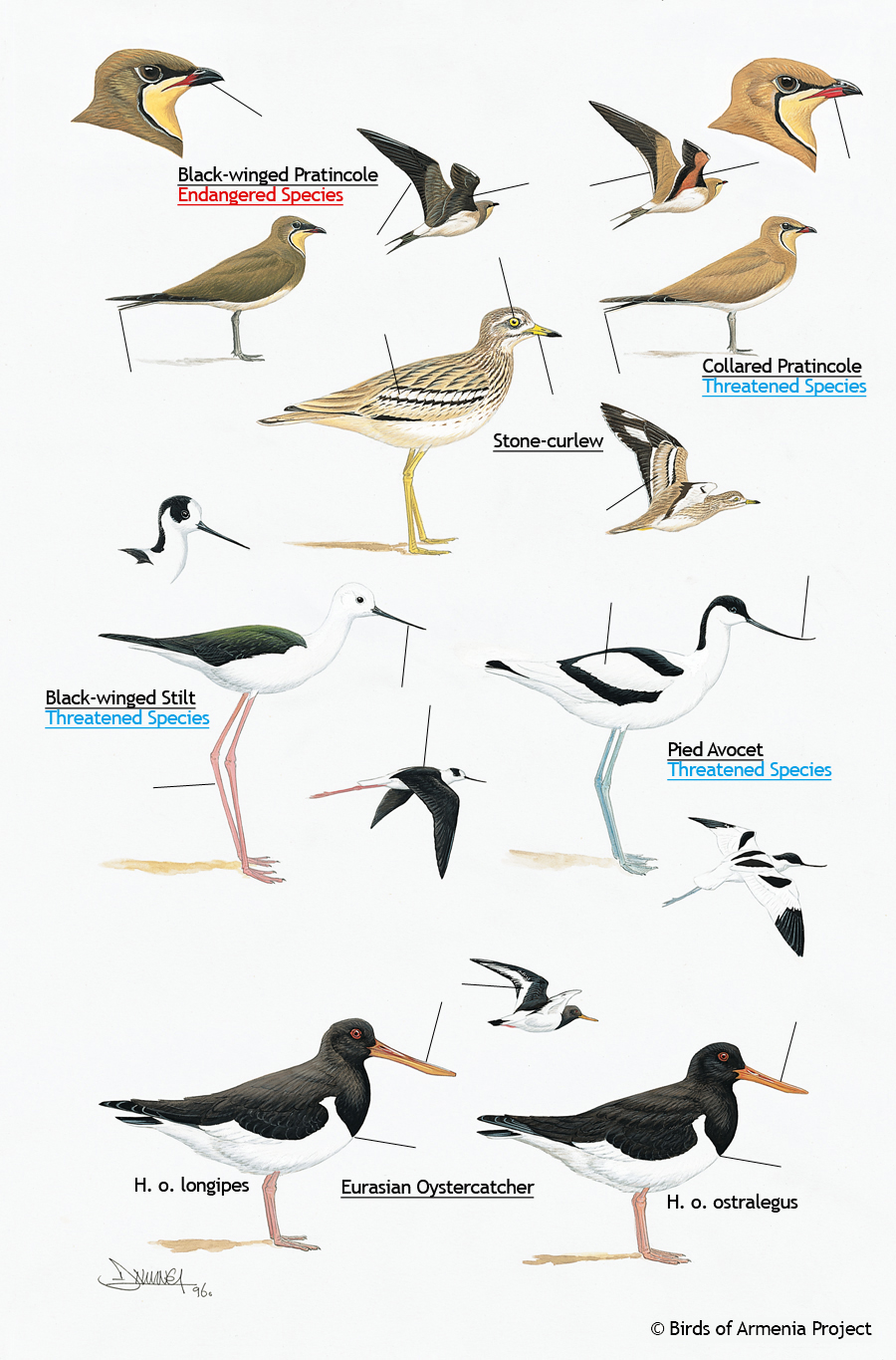 Pratincoles, curlews, avocets, stilts and oystercatchers
