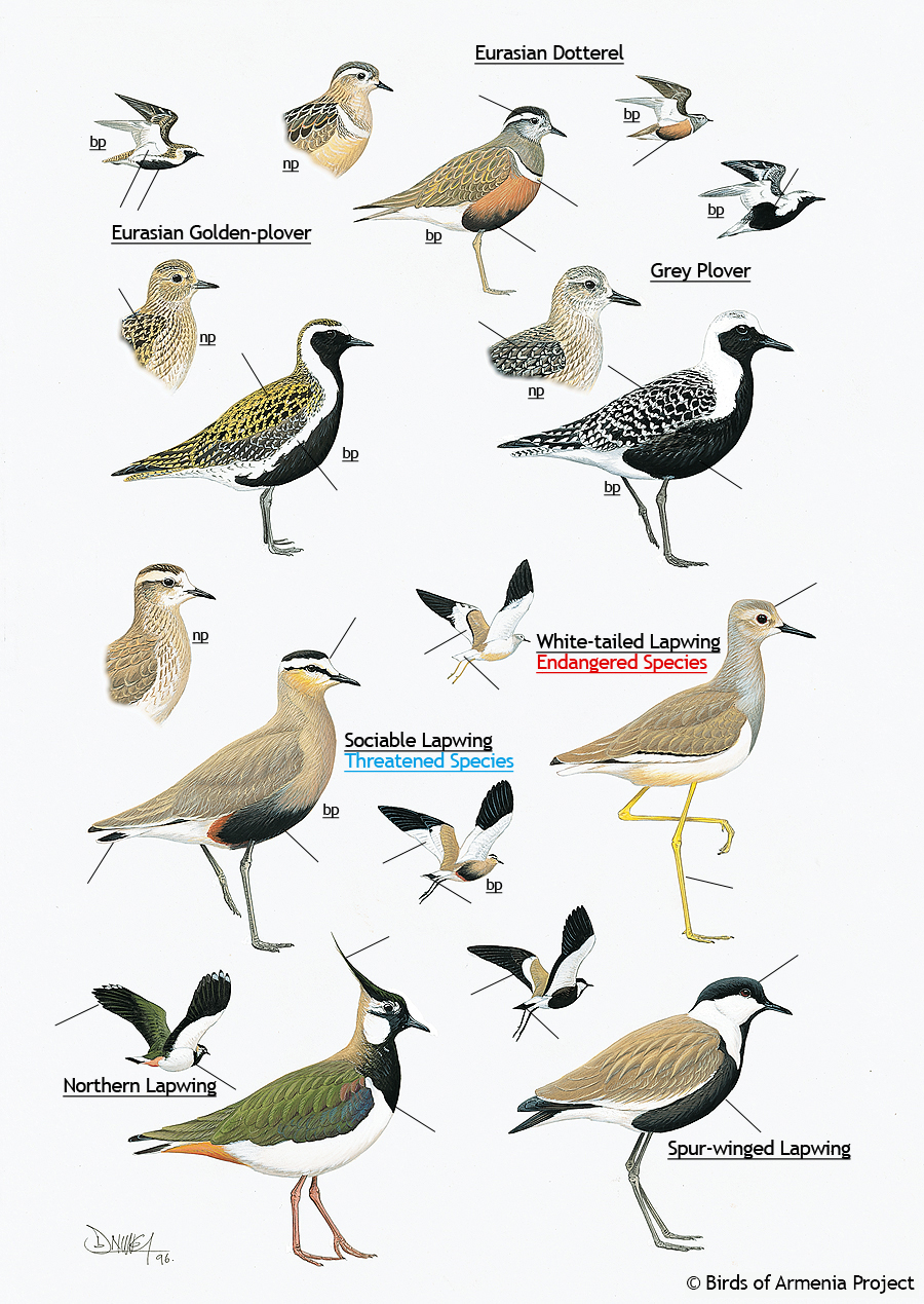 Dotterels, plovers and lapwings