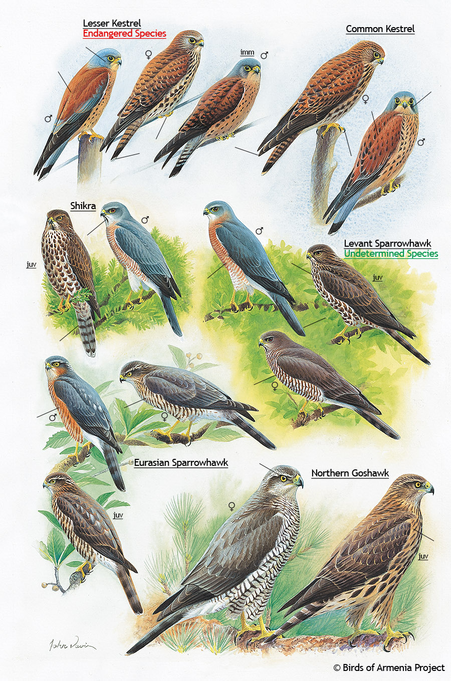 Kestrels, Shikra, Sparrowhawks and Goshawk
