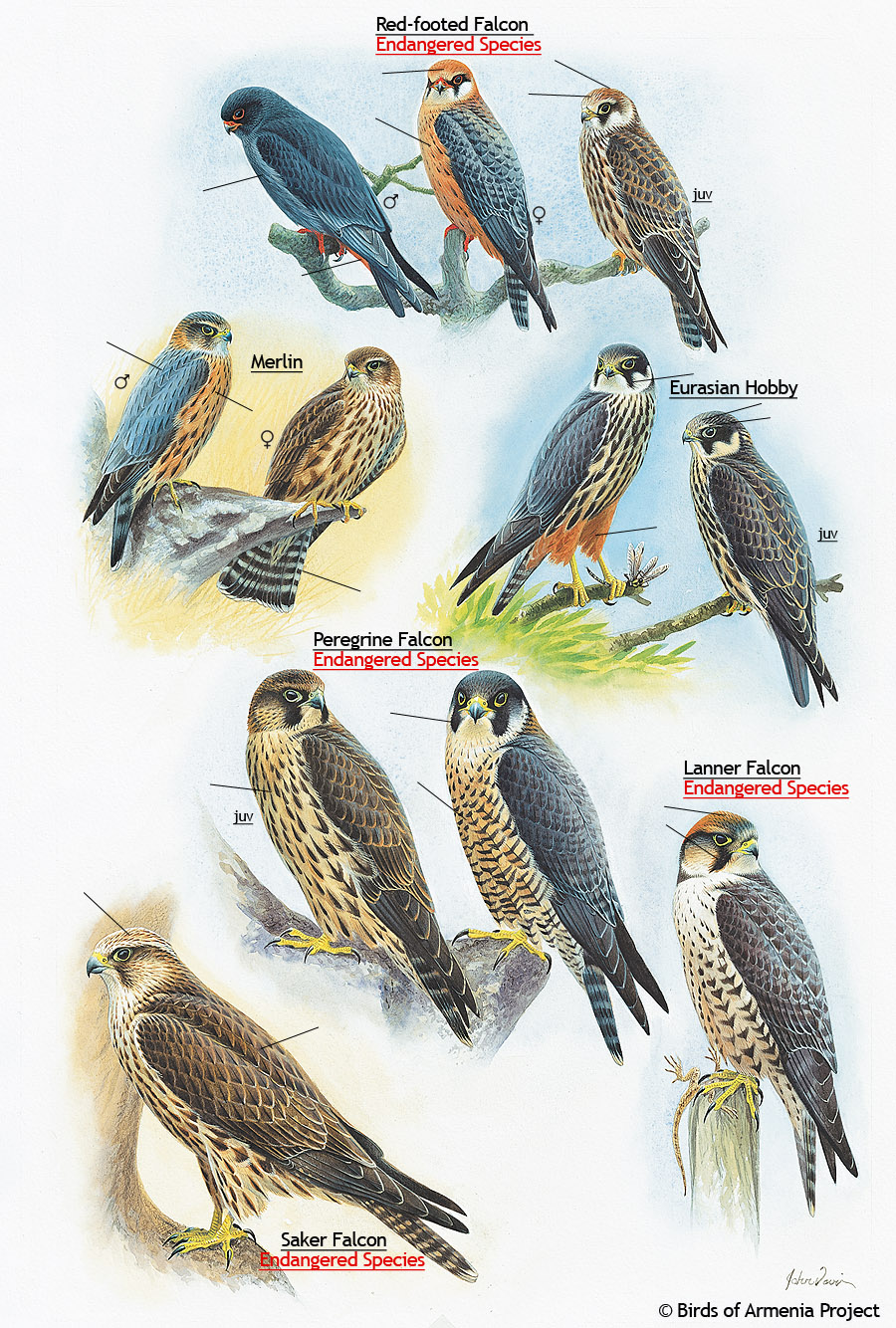 Falcons, Merlins and Hobbys