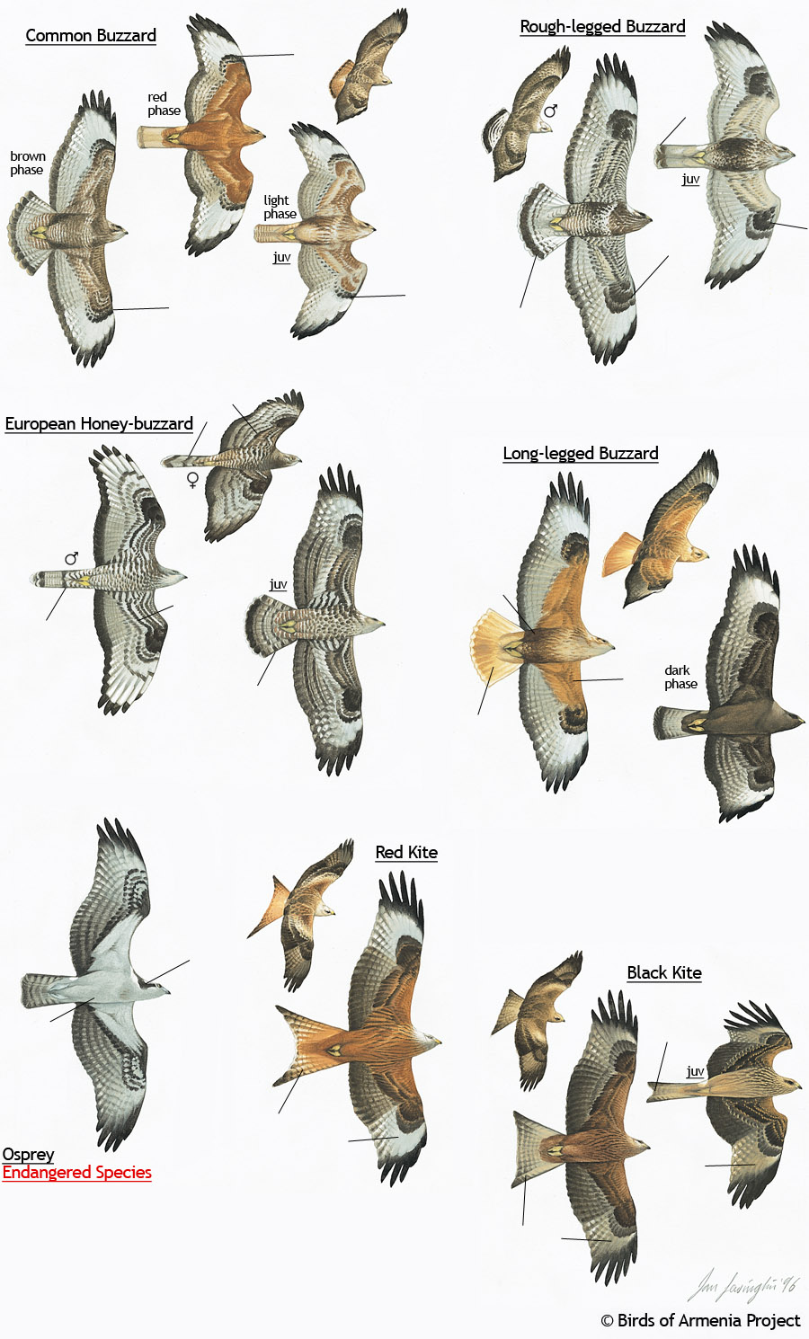 Buzzards, Kites and Osprey
