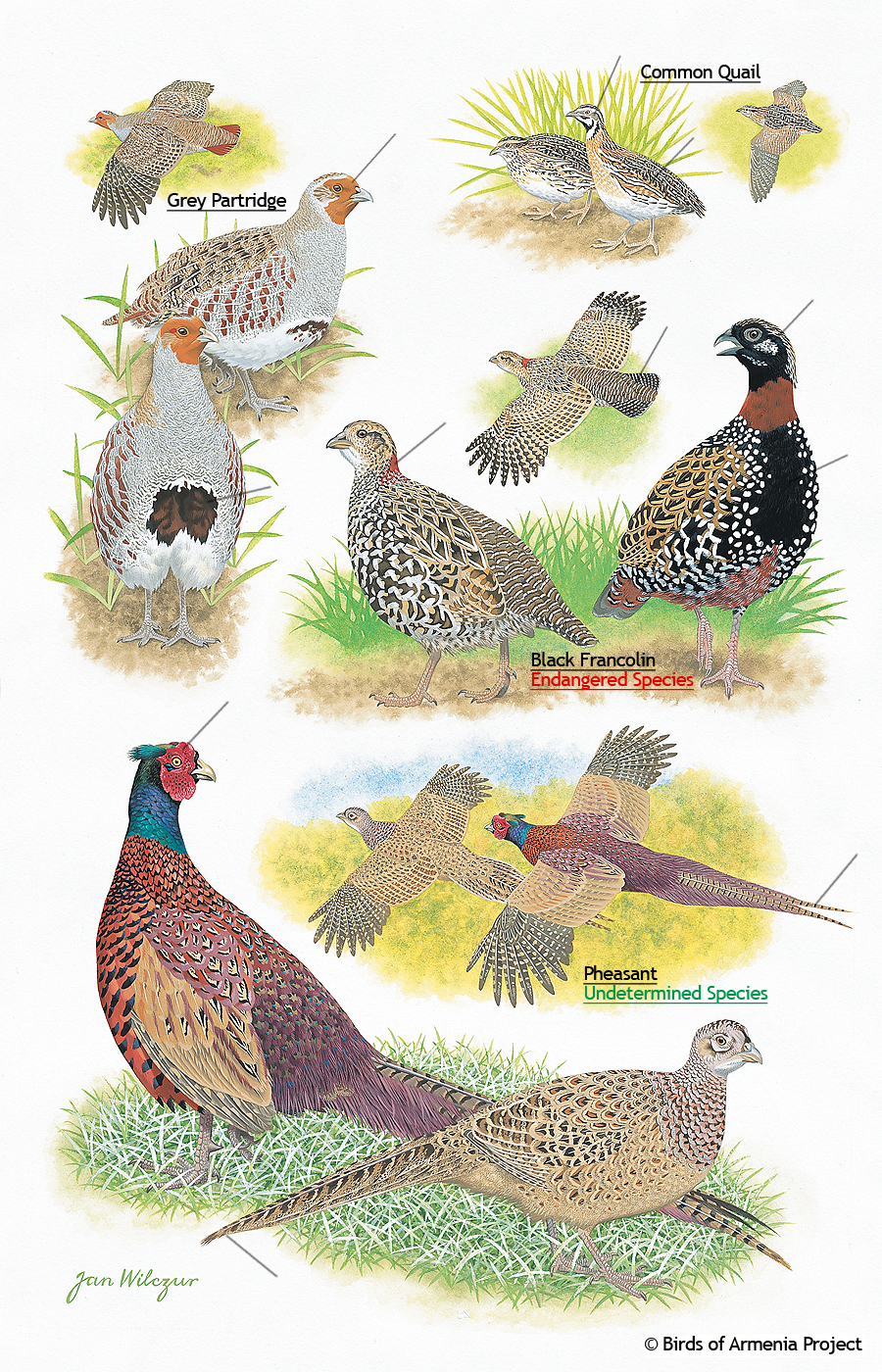 Partridges, Quails, Francolins and Pheasants