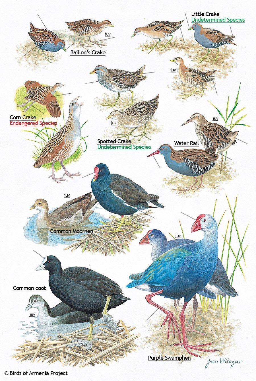 Crakes, Rails, Moorhens, Coots and Swamphens
