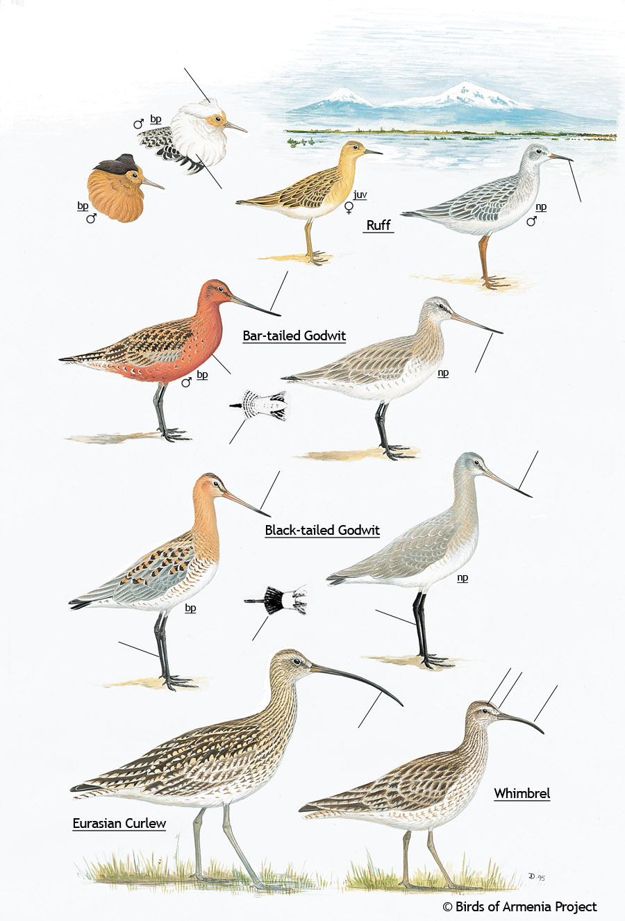 Ruffs, Godwits, Curlews and Whimbrels