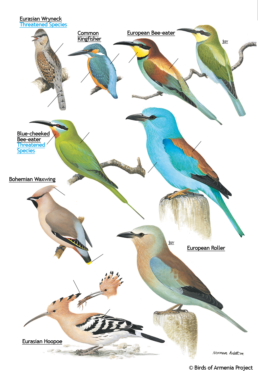 Wrynecks, kingfishers, bee-eaters, waxwings, rollers and hoopoes