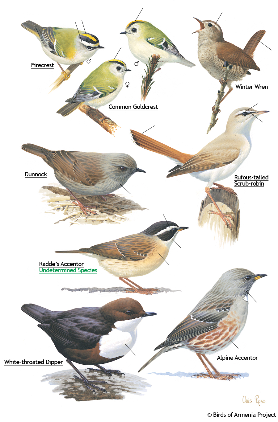 Firecrests, wren, goldcrests, dunnocks, scrub-robins, accentors, and dippers