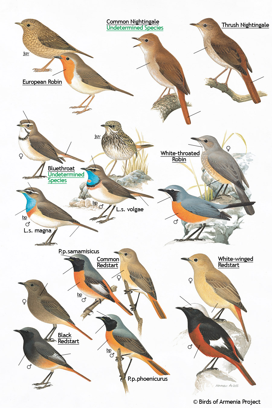 Robins, Nightingales, Bluethroats and Redstarts