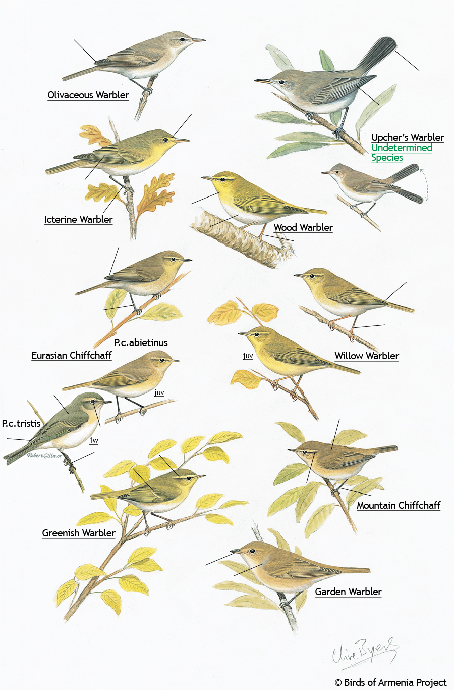 Warblers and Chiffchaffs
