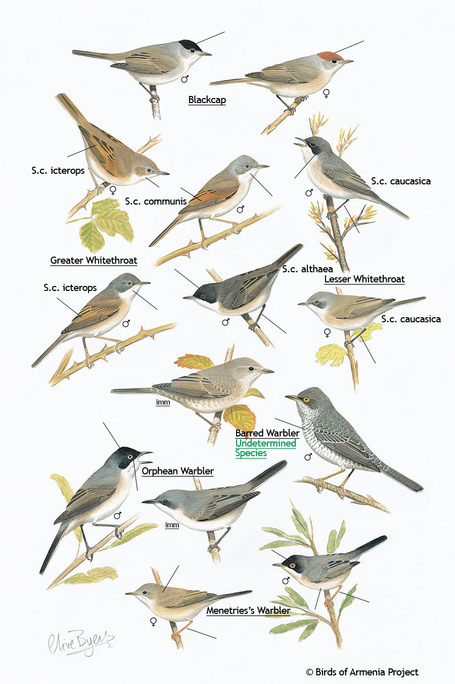 Blackcaps, Whitethroats and Warblers