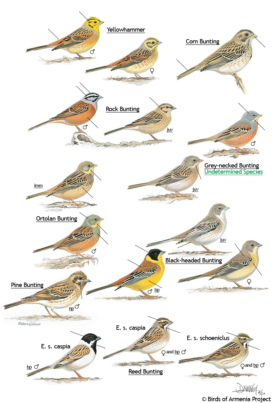 Yellowhammers and Buntings