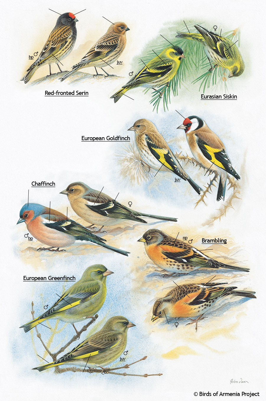 Serins, Siskins, Goldfinches, Chaffinches, Greenfinches and Bramblings