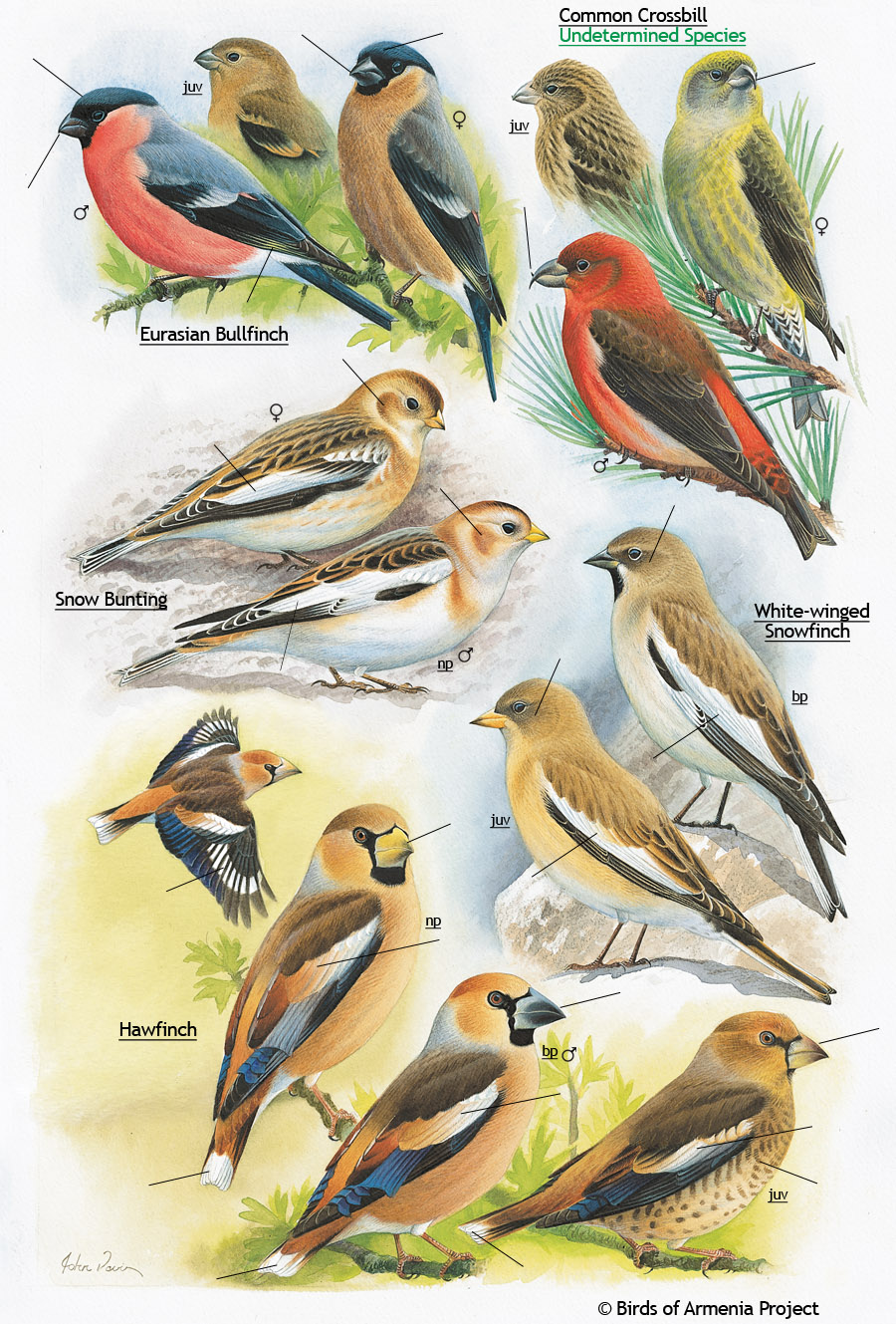 Crossbills, Bullfinches, Buntings, Hawfinches and Snowfinches