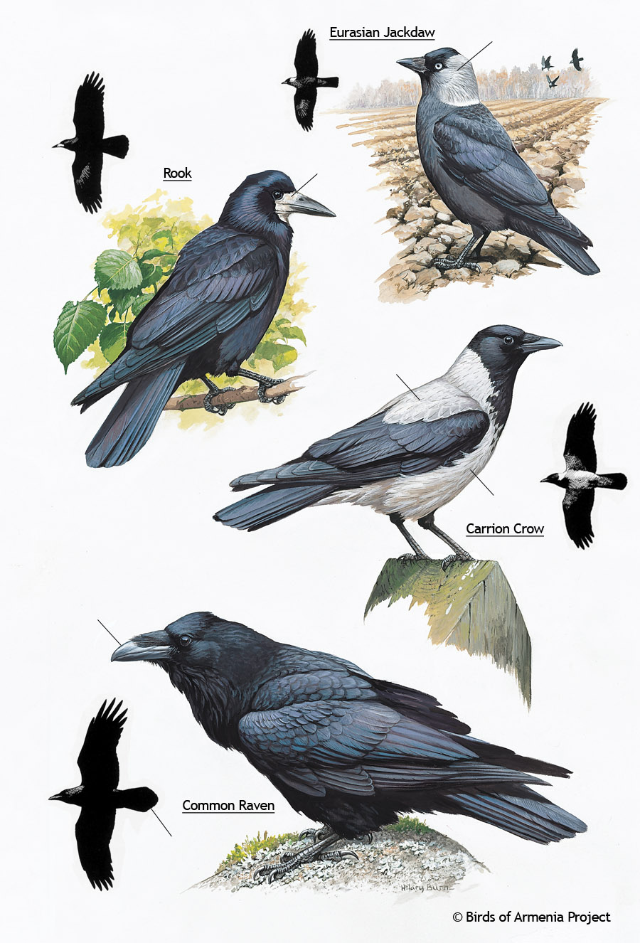 Jackdaws, Rooks, Crows and Ravens