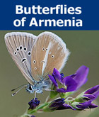 Donation - Butterflies of Armenia