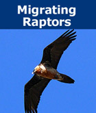 Donation - Migrating Raptors