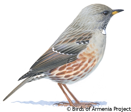 Alpine Accentor