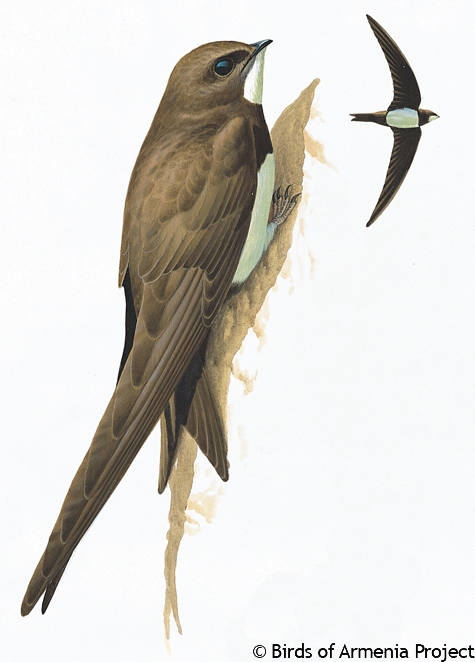 Alpine Swift