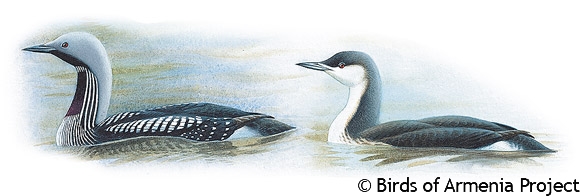 Arctic Loon