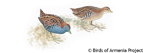 Baillon's Crake