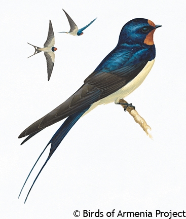 Barn Swallow