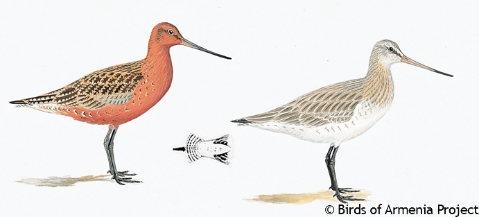 Bar-tailed Godwit