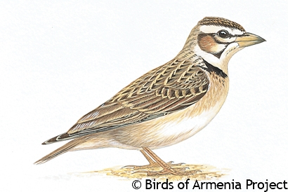 Bimaculated Lark