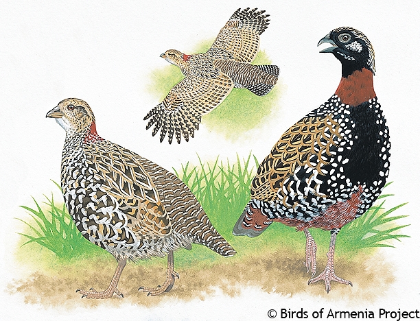 Black Francolin