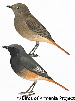 Black Redstart