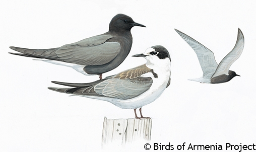 Black Tern