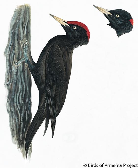 Black Woodpecker