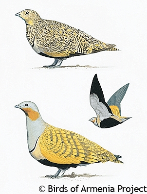 Black-bellied Sandgrouse