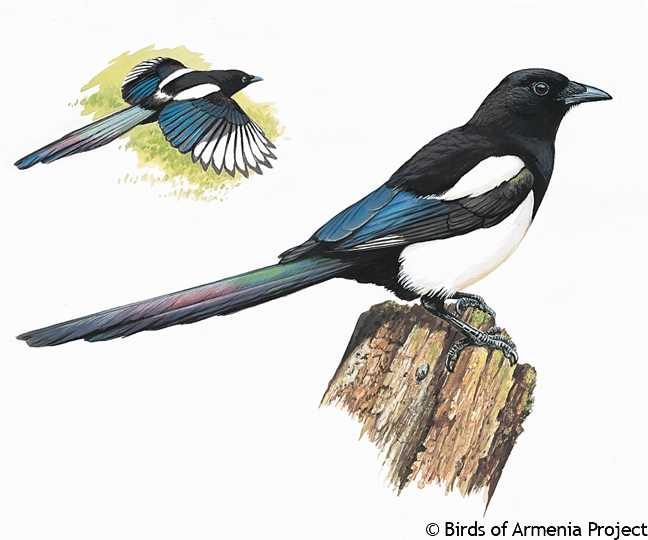 Black-billed Magpie