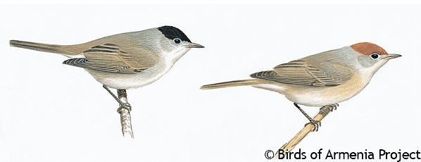 Blackcap