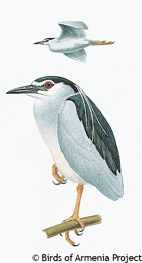 Black-crowned Night-heron