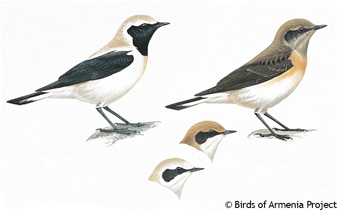 Black-eared Wheatear