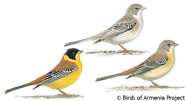 Black-headed Bunting