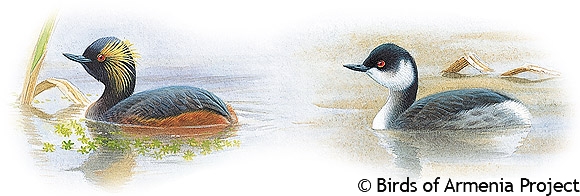 Black-necked Grebe