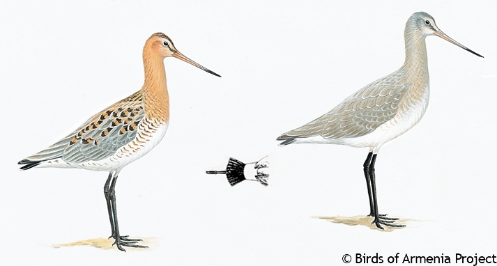 Black-tailed Godwit