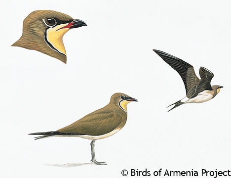 Black-winged Pratincole