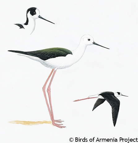 Black-winged Stilt