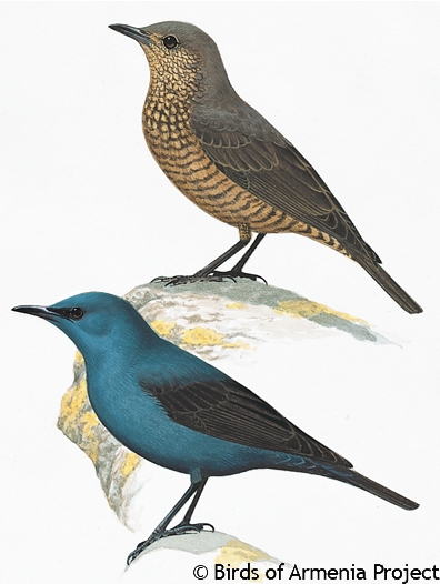 Blue Rock-thrush