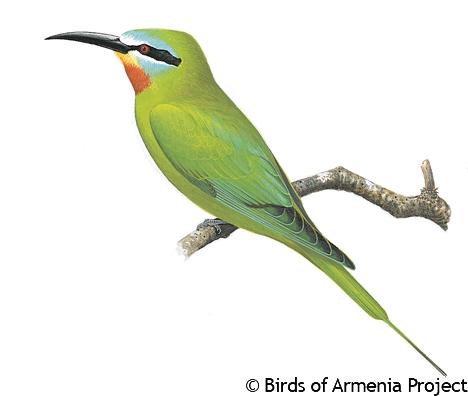 Blue-cheeked Bee-eater