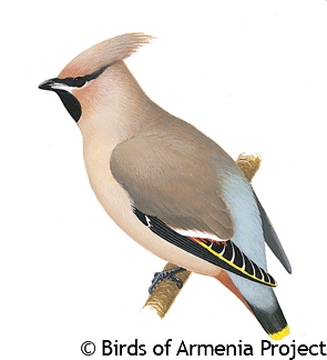 Bohemian Waxwing