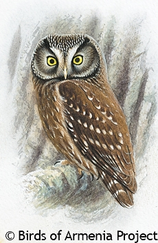 Boreal Owl