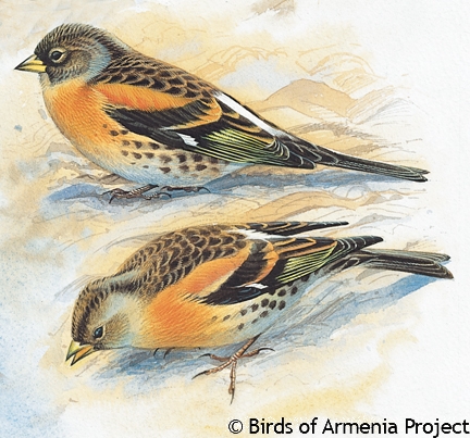 Brambling